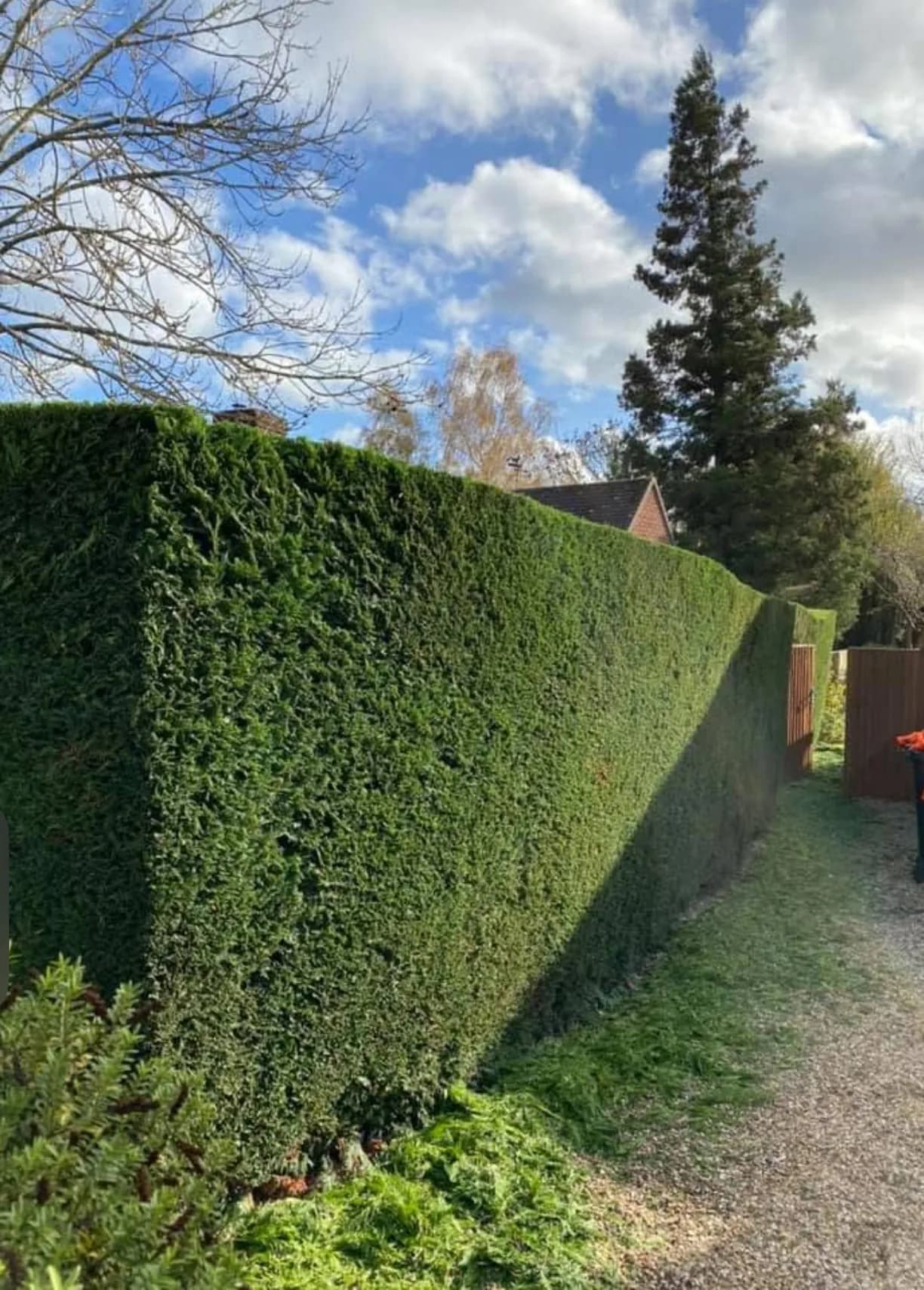 A long conifer hedge cut flat along the top with clean square sides, running the length of a gravel path beside a house, under a bright blue sky