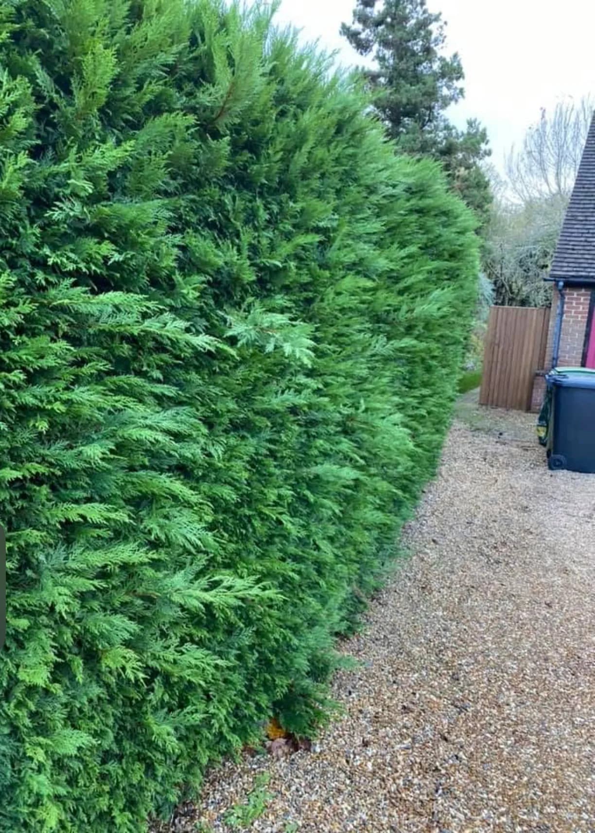 The same conifer hedge before cutting: soft, overgrown growth spilling out over a gravel drive beside a wheelie bin and a wooden gate