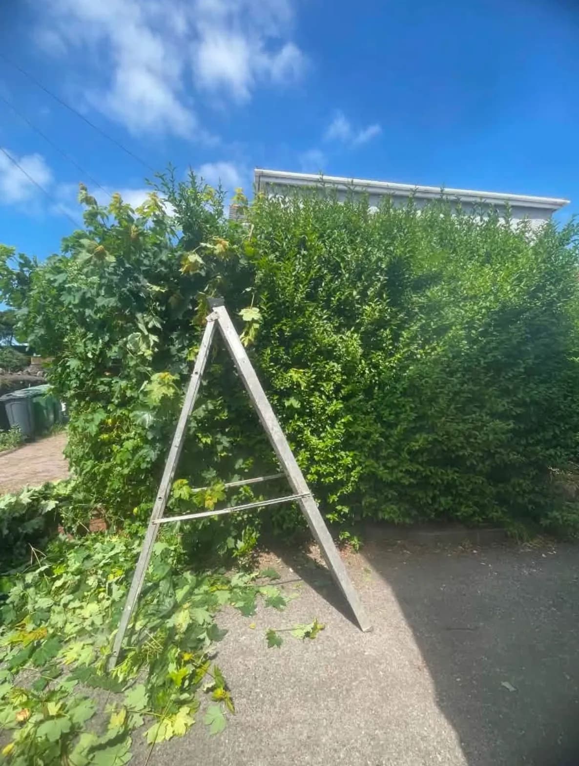 A stepladder standing against a tall mixed hedge part-way through cutting, with fresh cuttings gathered on the tarmac drive alongside